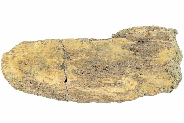 Fossil Dinosaur Bone Section - North Dakota #237672